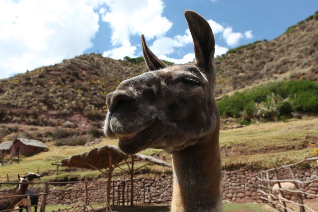 Close-up of an alpaca in Peru.