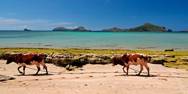 Two cows walking along a beach with crystal clear water in the background.