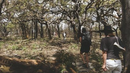 5 amazing First Nations travel experiences in Sydney