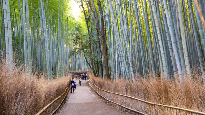 A thick bamboo forest with a walkway down the middle