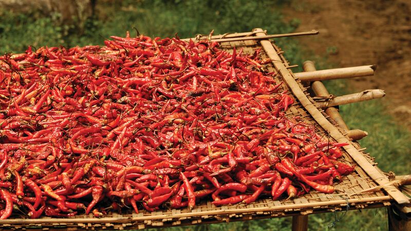 Thousands of red chillis drying in the sun.