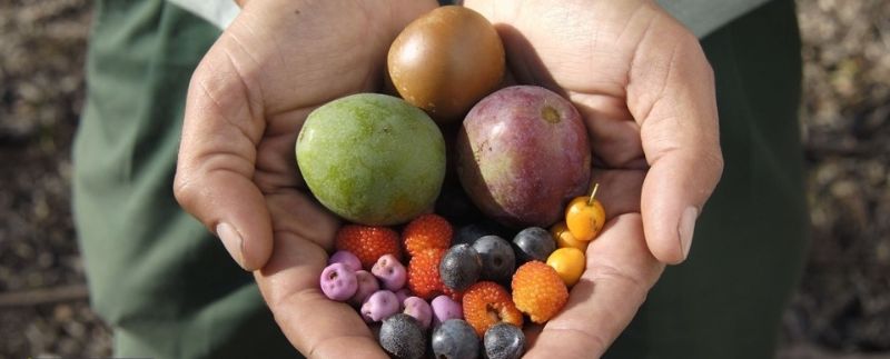 Cupped hands holding a variety of native fruits
