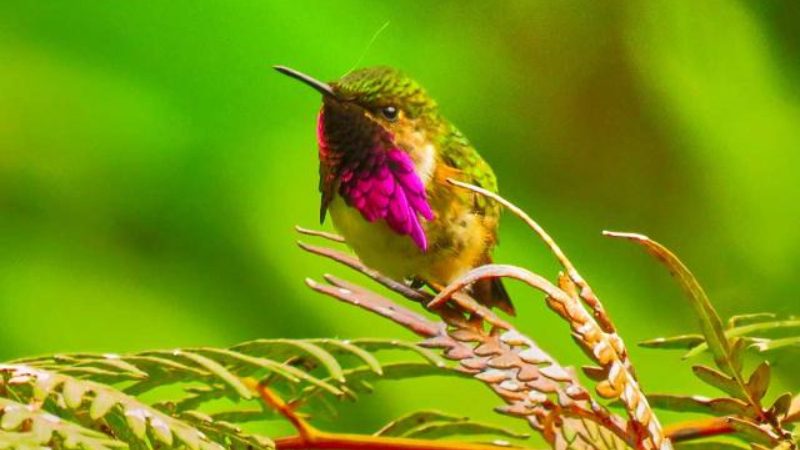 Colorful hummingbird sitting on a plant in Guatemala. 