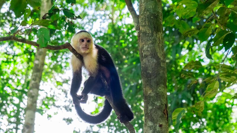 A monkey hanging onto a branch in Costa Rica.