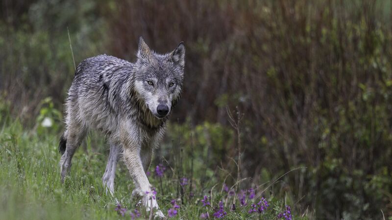 Lone wolf walking through greenery. 