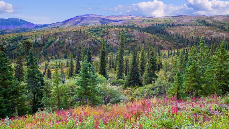 Aerial view of the lush greenery found in Denali National Park. 