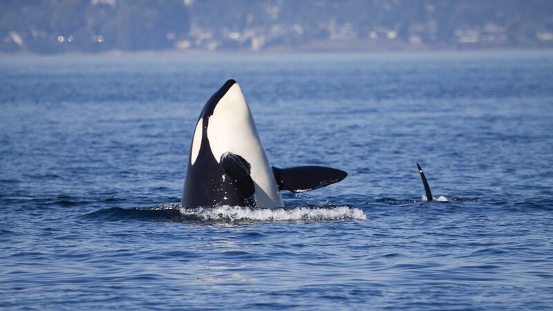 Orca breaching the water's surface in Alaska. 