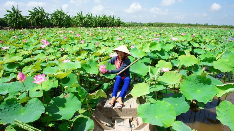 A Vietnamese woman cruising through a lily pad-filled lake in the Mekong Delta
