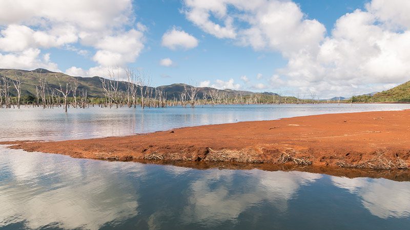 The drowned forest in Blue River National Park with its bare trees and red earth.