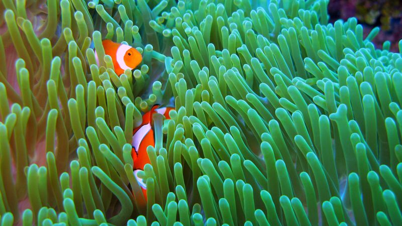 Clownfish swimming through coral in Papua New Guinea