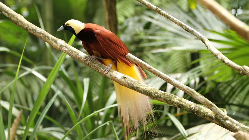 A Bird of Paradise in Papua New Guinea