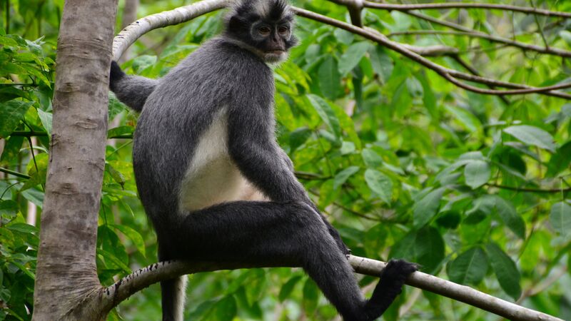 gunung leuser trek