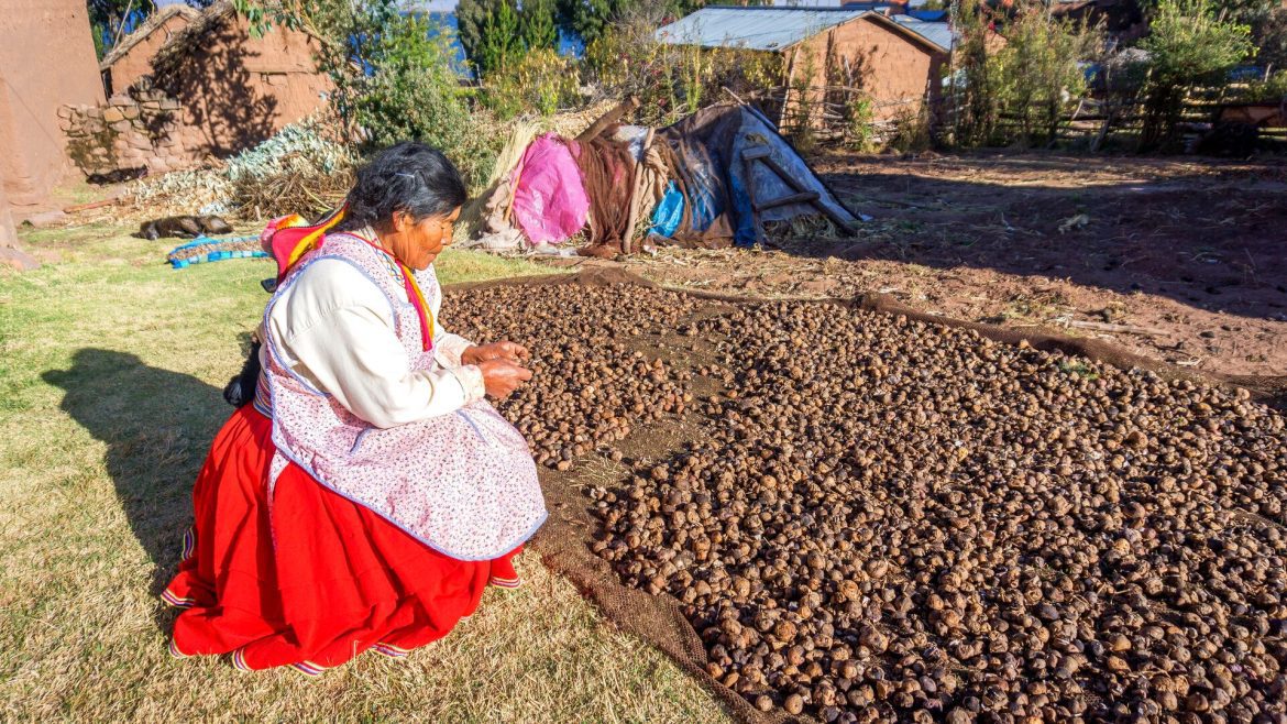 A woman from the Llachon community tending to potatoes in her garden