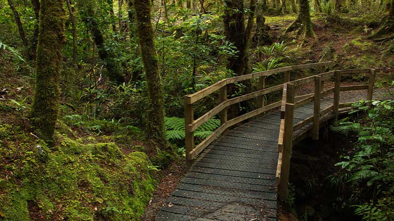 A boardwalk winding through lush wilderness in Greymouth