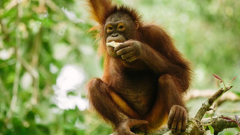 An orangutan eating fruit at the Sepilok Orangutan Rehabilitation Centre