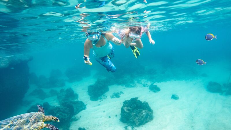 Snorkelers watch as a sea turtle passes by