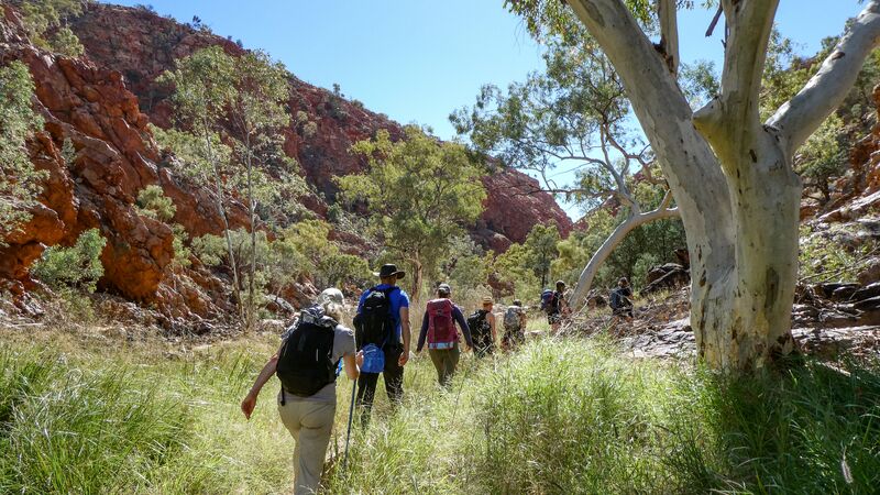 Travellers hiking in single file through the bush as part of the Larapinta Trail