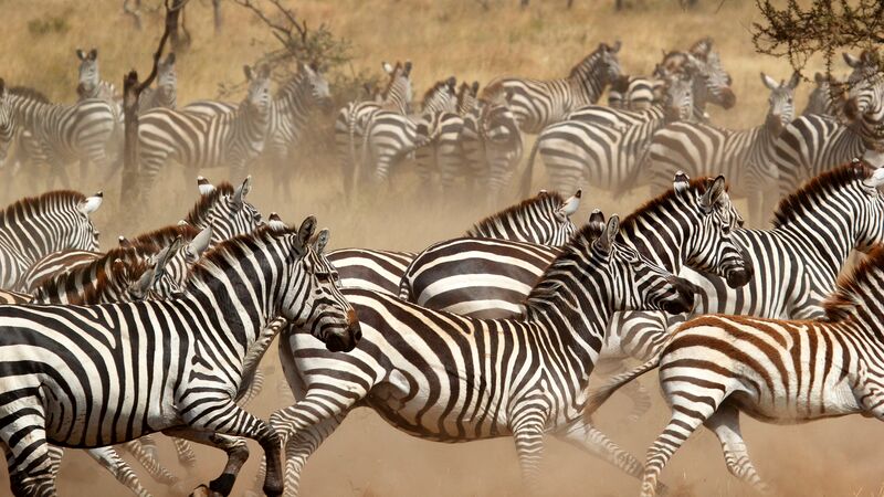 A large herd of zebra running through across the Serengeti, kicking up dust.