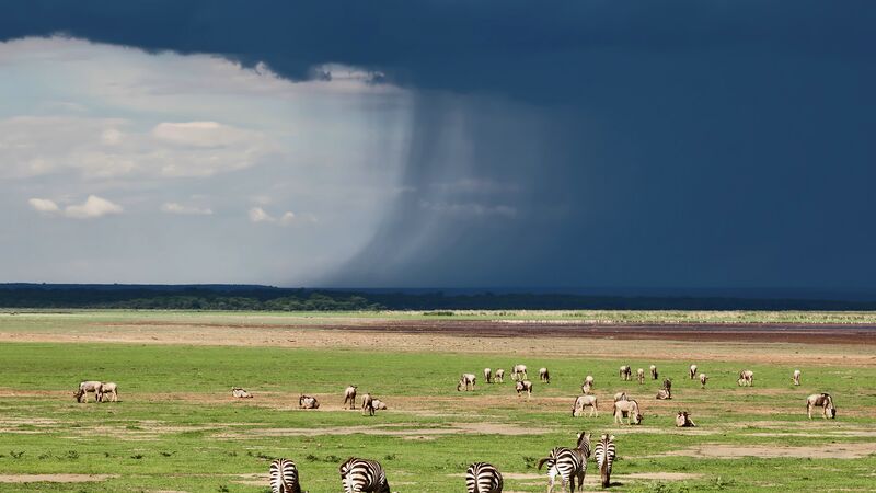 south africa safari reddit