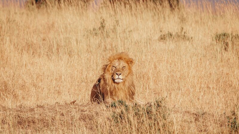 A majestic lion sitting on the grassy plains of the Masai Mara National Reserve.