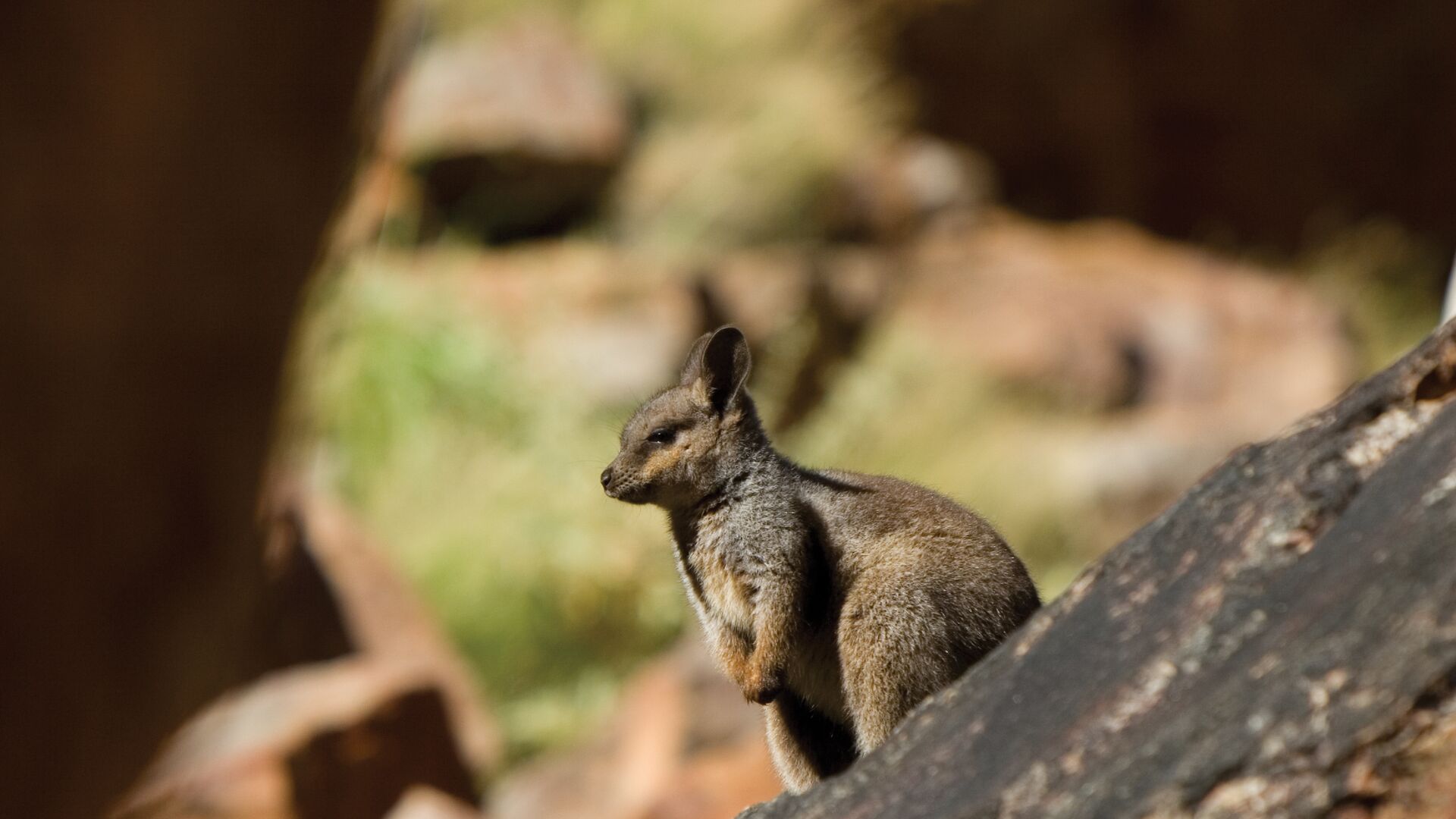 A small marsupial stands behind a rock wall.
