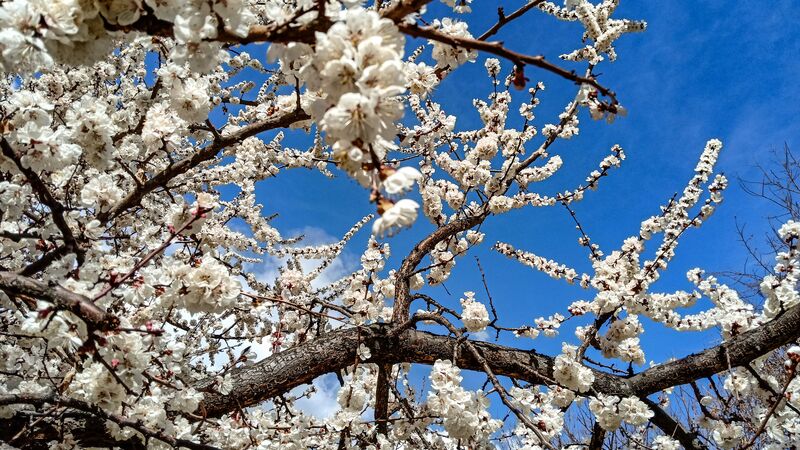 A blossoming tree against a clear, blue sky  in Fairy Meadows, Pakistan. 