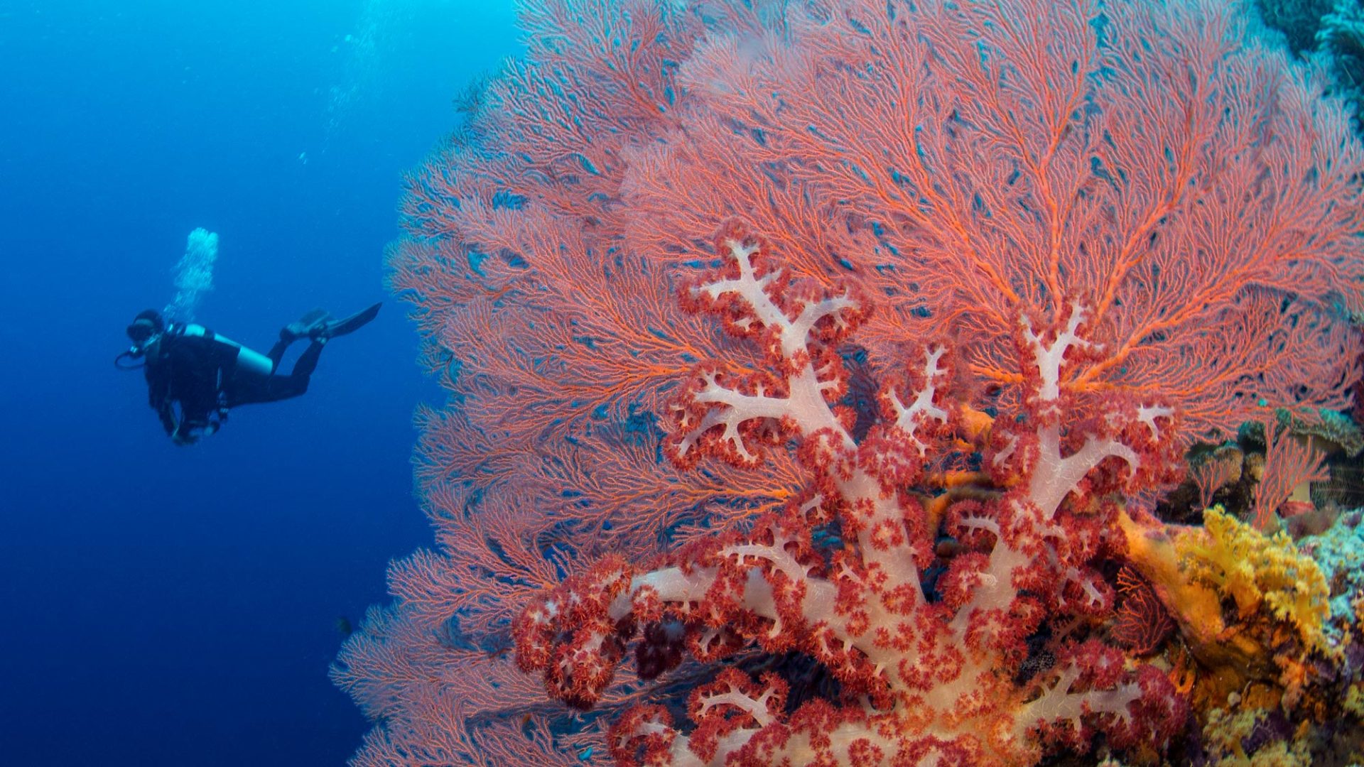 How Bali s Coral Triangle Center Is Restoring The Region s Reefs How Bali s Coral Triangle Center Is Restoring The Region s Reefs