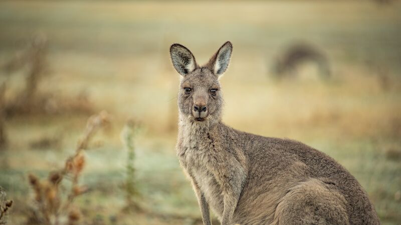 A kangaroo in the Grampians