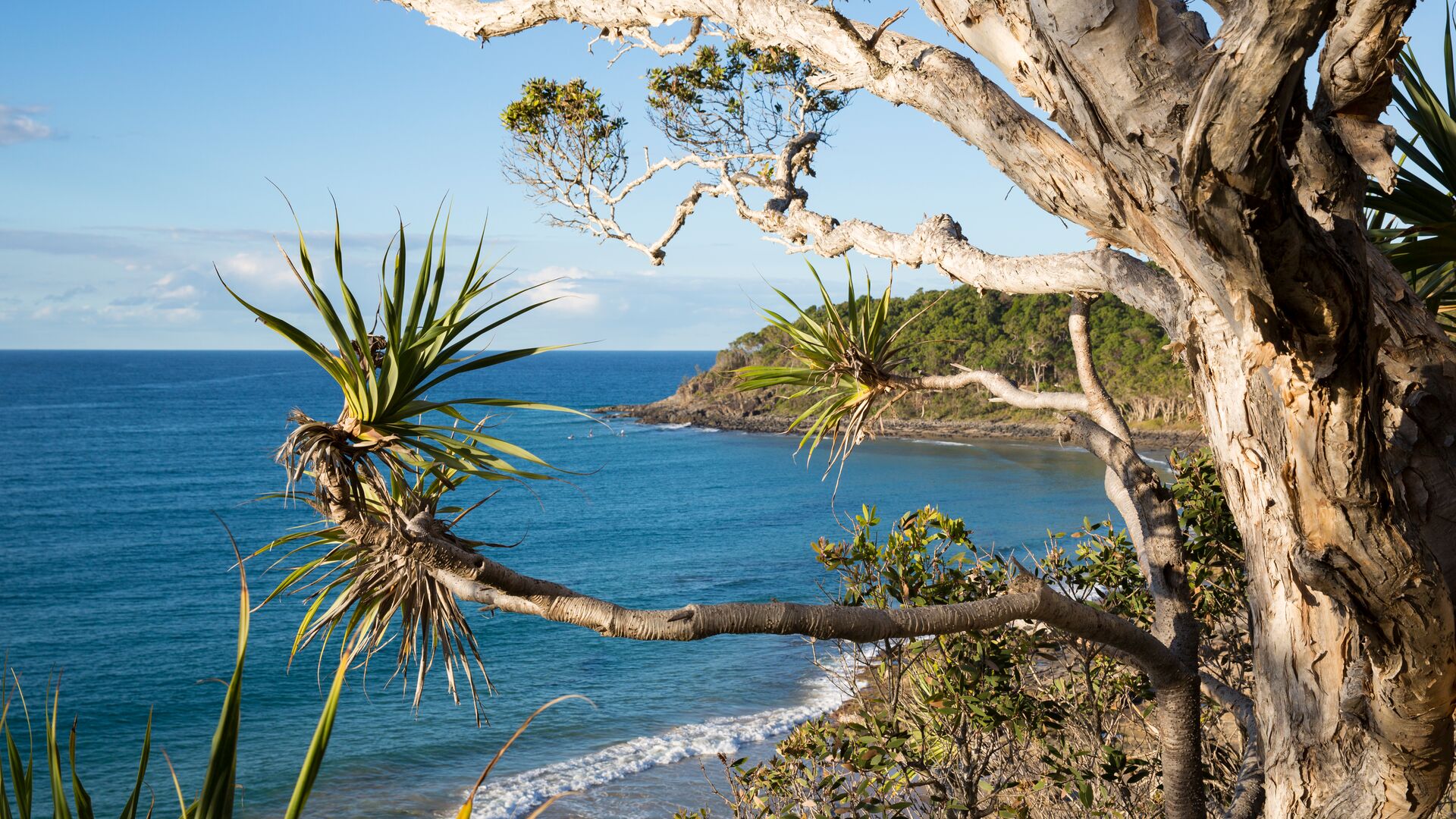 A glimpse of the beach from the national park while surfers sit by the waves.
