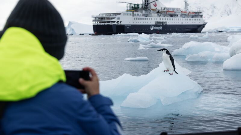 A person taking a photo of a penguin on an ice shelf with the Ocean Endeavour in the background.