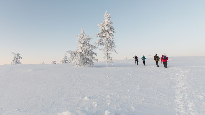 A group of travellers walking in the snow on the Keurtunturi hike in Finland. 
