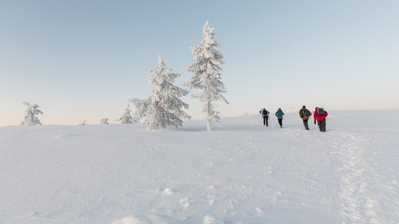 A group of travellers walking in the snow on the Keurtunturi hike in Finland.