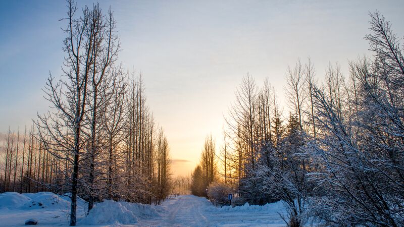 A view of snow covered trees with the sun setting in the distance.