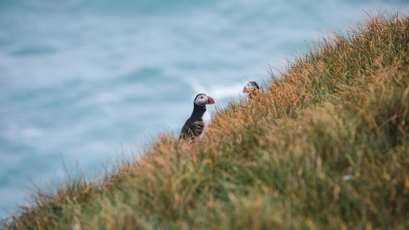 Puffins on a hill, Iceland