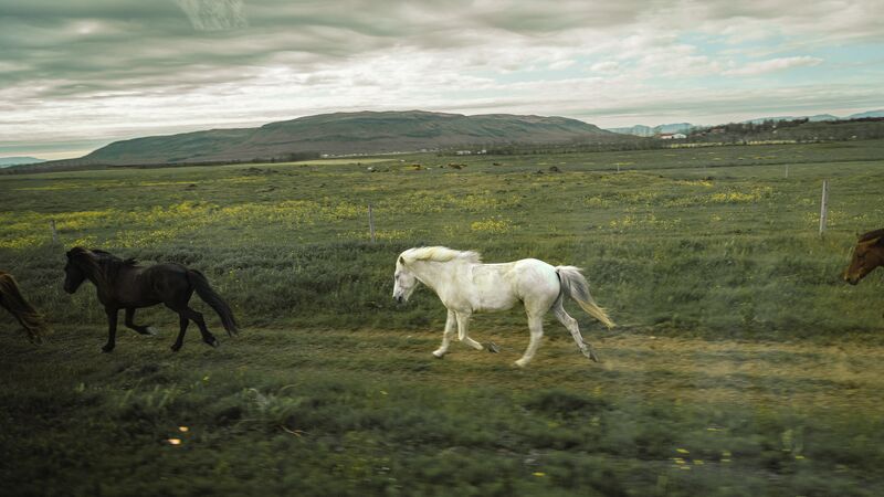 A group of Icelandic horses running through a field.