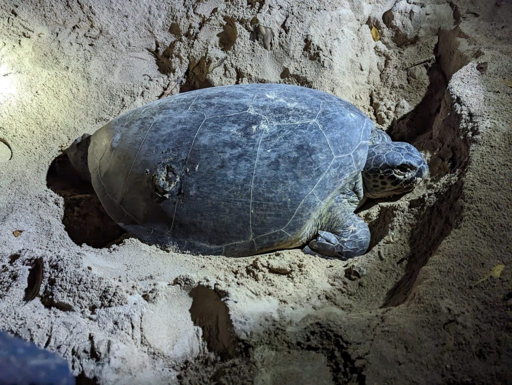 A female turtle nesting in the sand on Turtle Island, Sabah