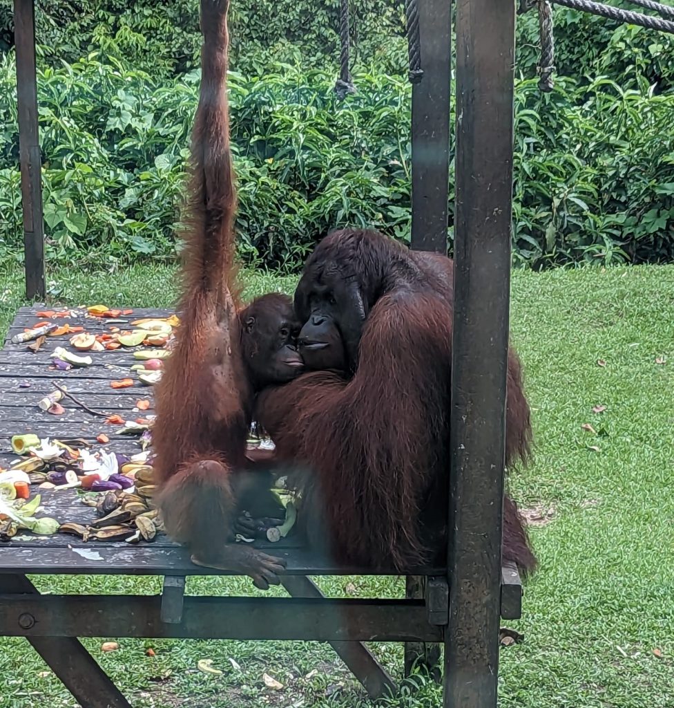 An orangutan mother and her baby in the Sepilok Orangutan Rehabilitation Centre