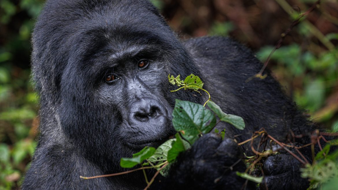 a gorilla munching leaves