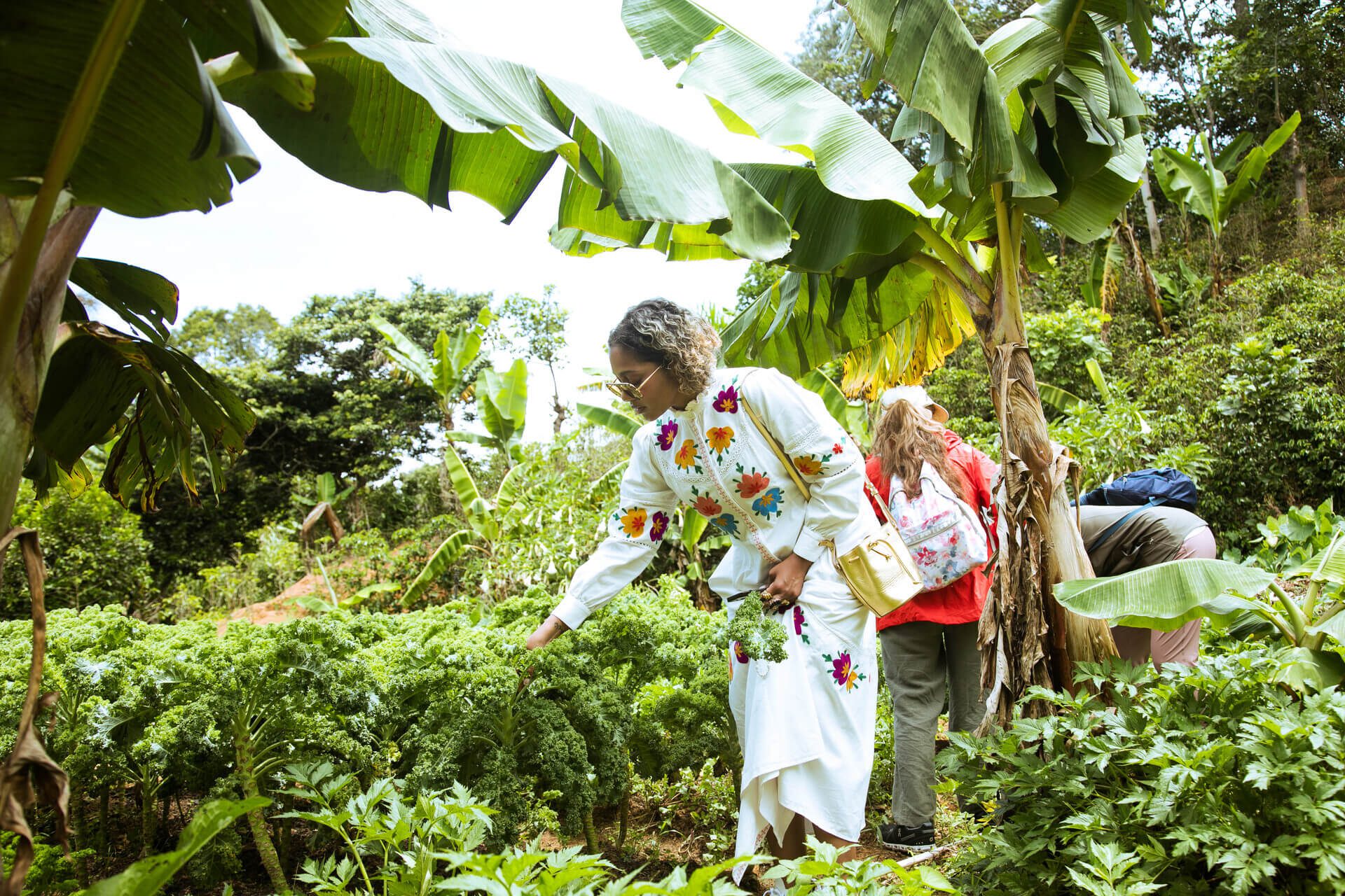 A woman picking kale at an ecological farm in Costa Rica