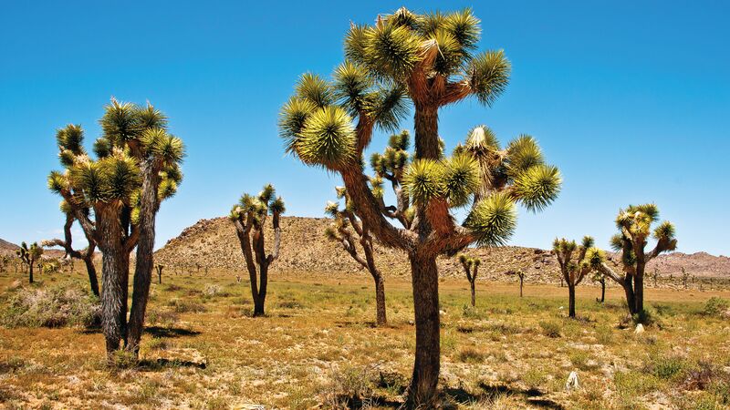 Several Joshua Trees scattered throughout the desert underneath a clear, blue sky