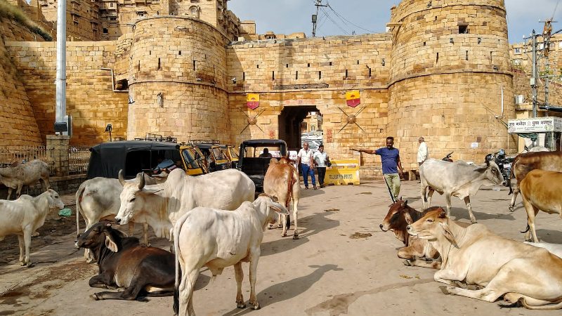 A group of cows lingering on a street in the Jaisalmer fort