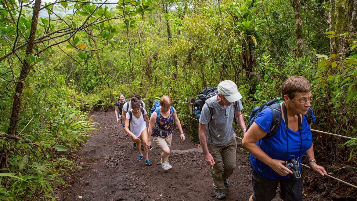 people hiking through a forest