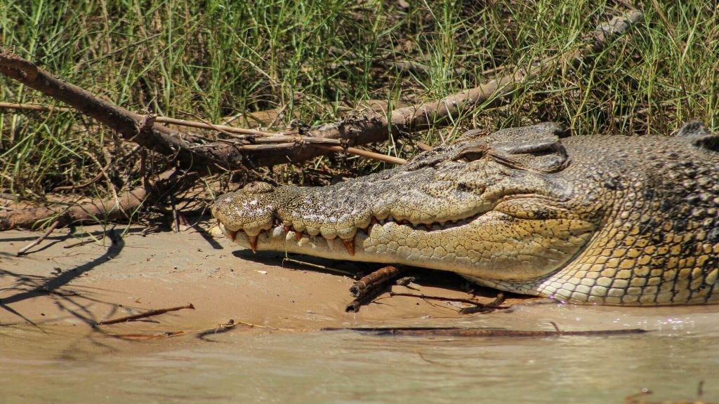 Close up of a crocodile on the bank of a river in Kakadu National Park, Northern Territory, Australia