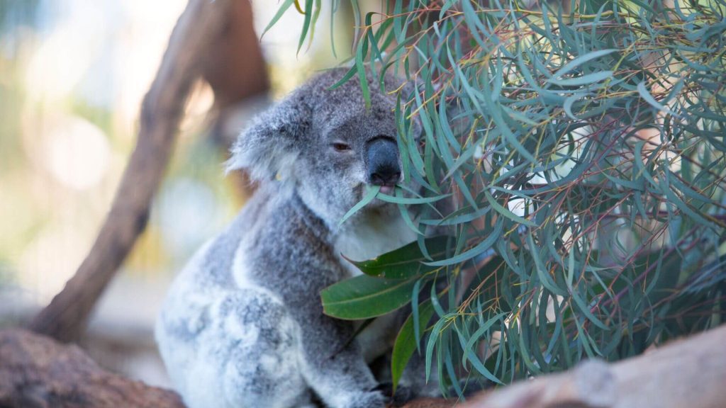 A koala munching on gum leaves in a tree, Port Macquarie, New South Wales, Australia