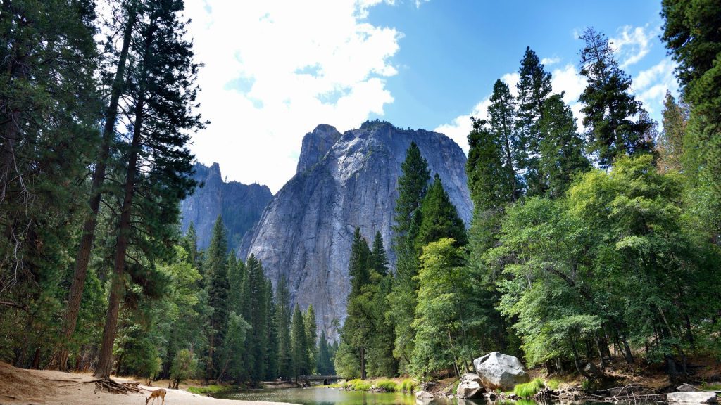 A deer on the shores of the Merced River in Yosemite National Park