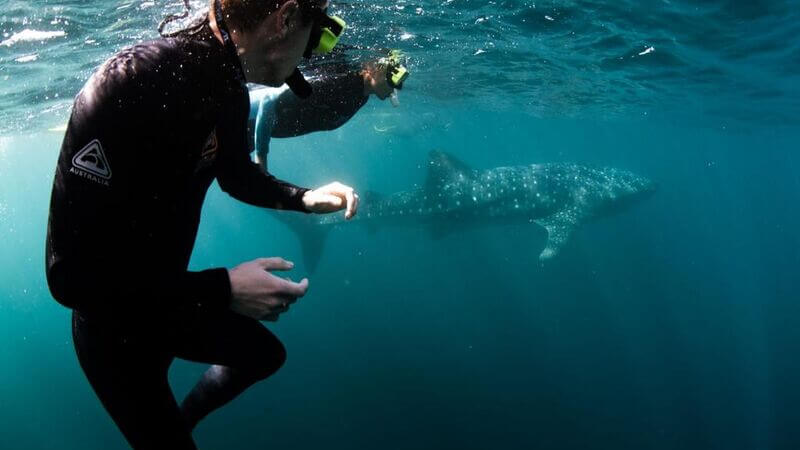 Two snorkelers in the water looking at a nearby whale shark, Western Australia