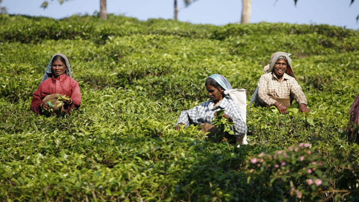 Locals picking tea leaves in Darjeeling, India