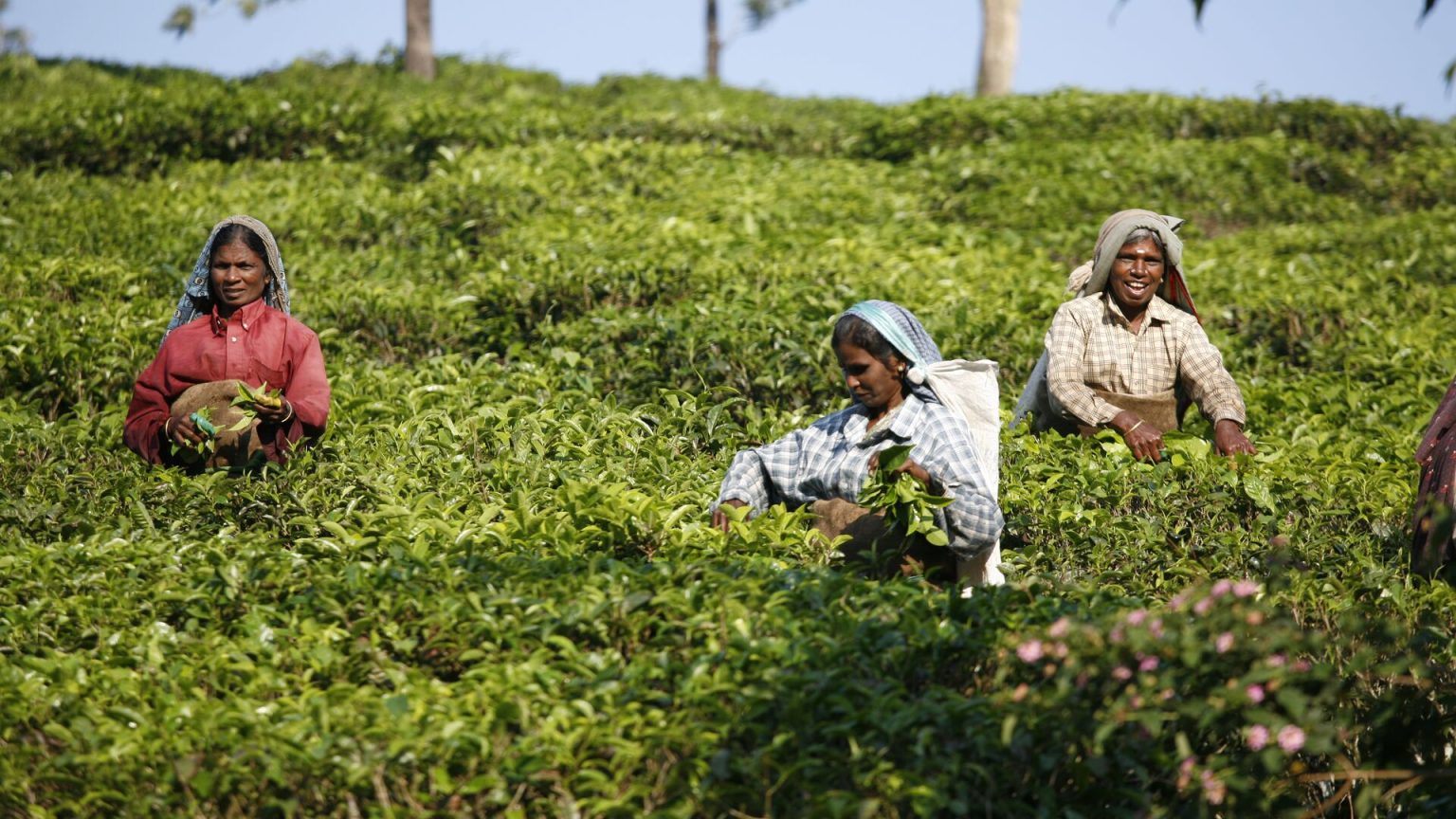 7 Must-Try Tea Rituals From Around the World | The Good Times by Intrepid