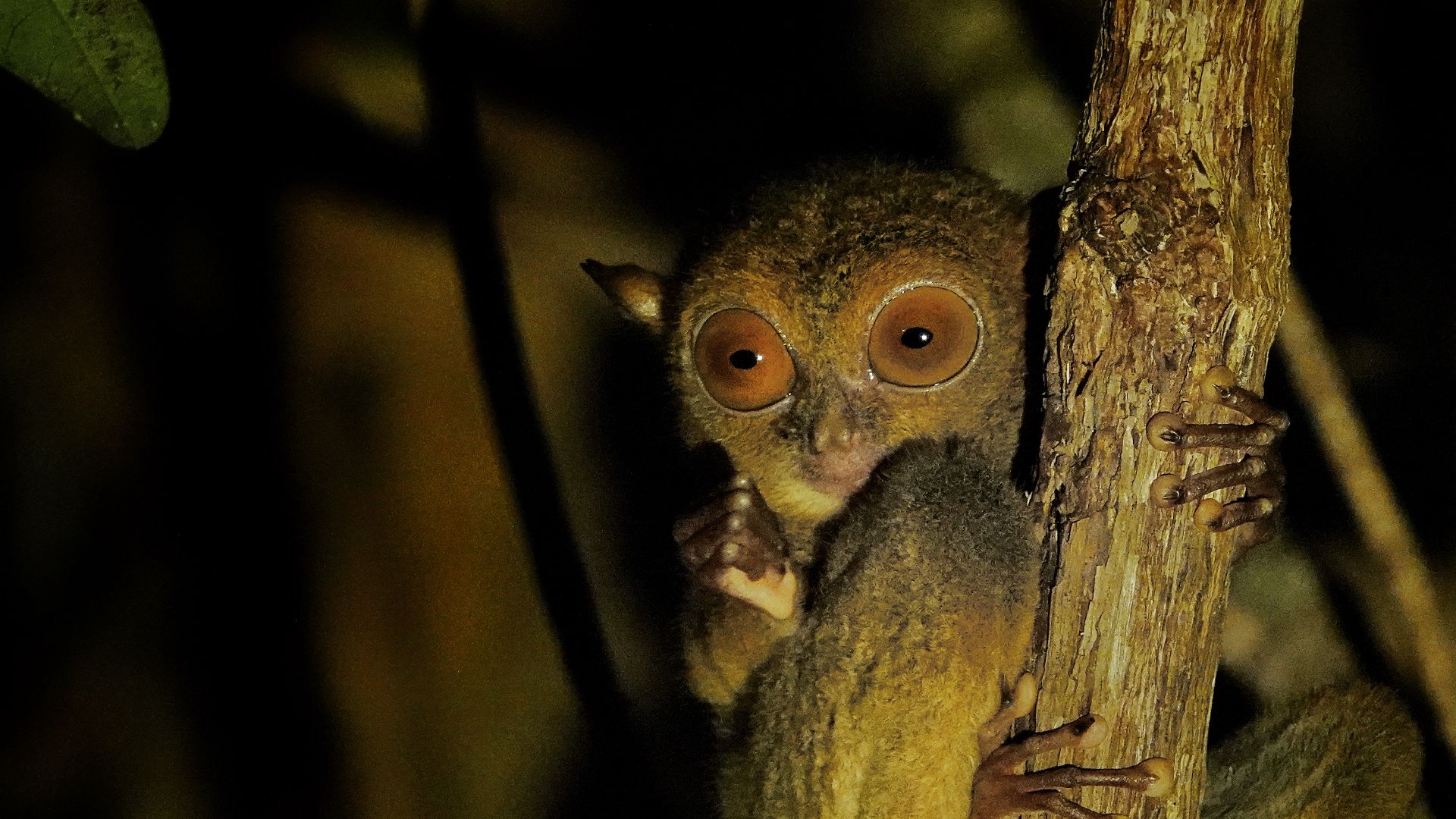 A western tarsier in Borneo by Intrepid leader Ben Duncan Angee.
