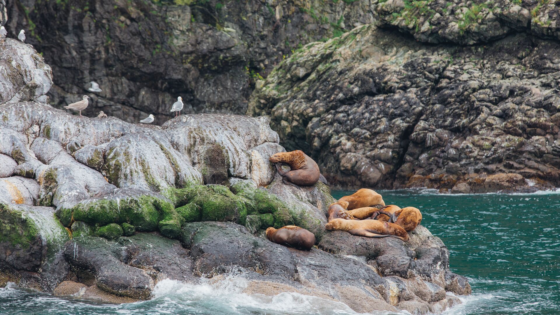 Sea lions sun bathing on a rock in Alaska.